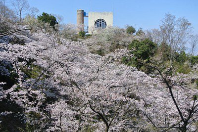 福岡市油山市民の森の桜