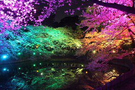 大池公園の桜 画像(2/5) ※池に映る夜桜