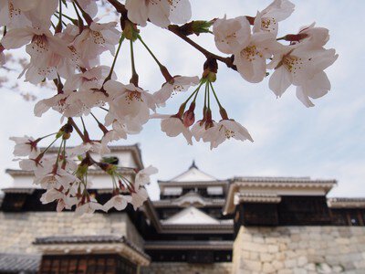 松山城(城山公園)の桜