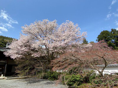 岩倉実相院門跡の桜