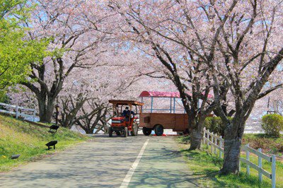 成田ゆめ牧場の桜