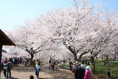 成田ゆめ牧場の桜