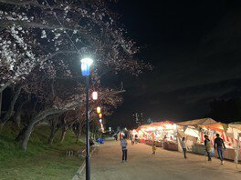 天王川公園の桜 画像(2/2) ※夜のライトアップ時