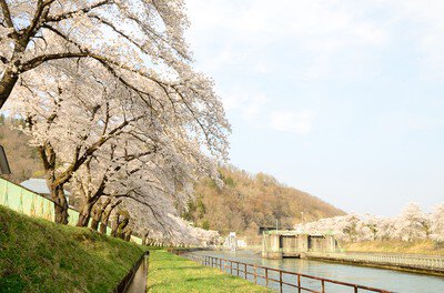 飯山西大滝ダムの桜
