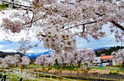 飯山西大滝ダムの桜