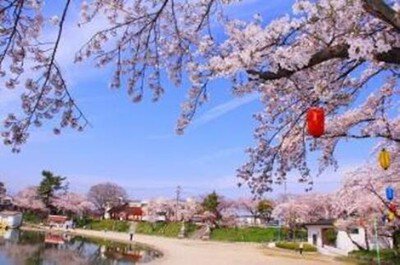 天王川公園の桜