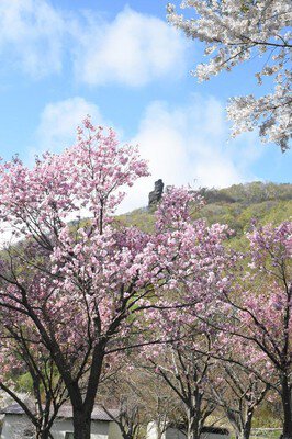 洞爺湖畔の桜