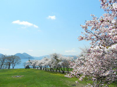 洞爺湖畔の桜