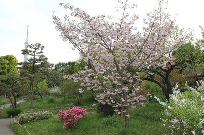向島百花園の桜