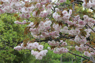 向島百花園の桜
