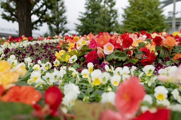 駒沢オリンピック公園　花と光のムーブメント 駒沢オリンピック公園