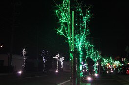 クリスマスツリーと街路樹のライトアップ画像(3/4)