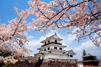白石城本丸広場の桜