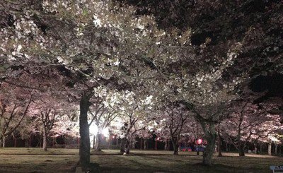 白石城本丸広場の桜