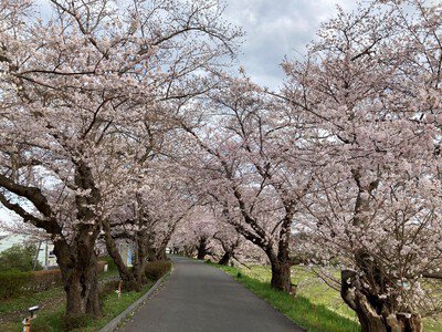 亀城公園の桜(茨城県)