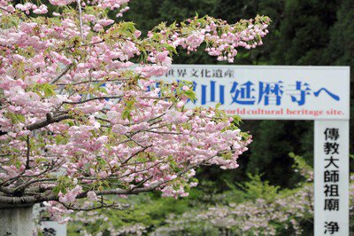 奥比叡・延暦寺境内の桜