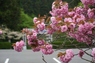 奥比叡・延暦寺境内の桜