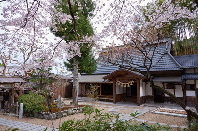 正寿院の桜