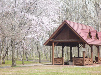 安平町鹿公園の桜