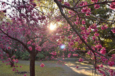 清澄庭園の桜【臨時休園】