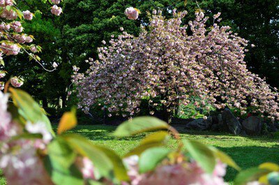 清澄庭園の桜