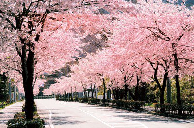 秩父宮記念公園の桜