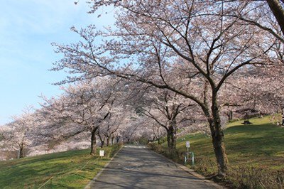 戸倉宿キティパークの桜