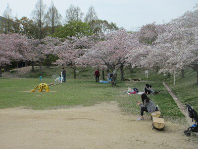 石ケ谷公園の桜