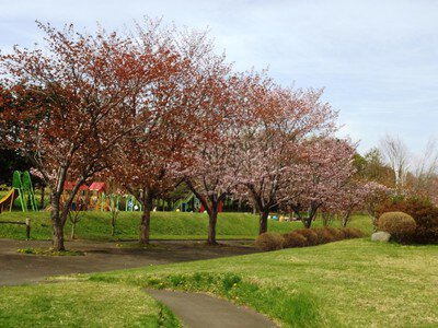 さらんべ公園の桜