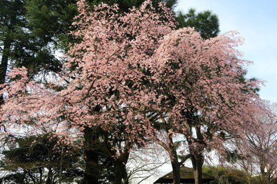旧古河庭園の桜