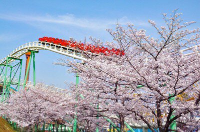 日本大阪櫻花景點：枚方公園
