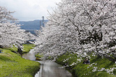 玉湯川堤の桜
