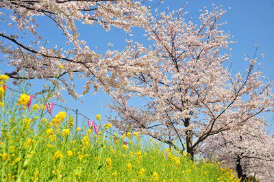 墨田区立旧中川水辺公園の桜