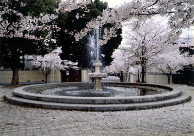 桜の径・噴水公園の桜