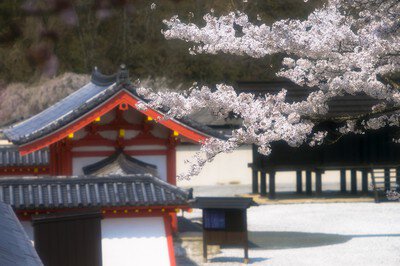 歴史公園えさし藤原の郷の桜