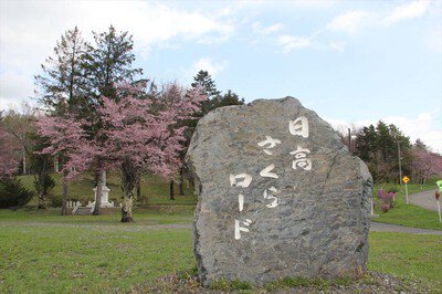 神楽岡公園の桜