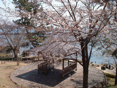 日出城址・城下公園の桜