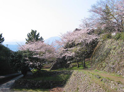 日出城址・城下公園の桜
