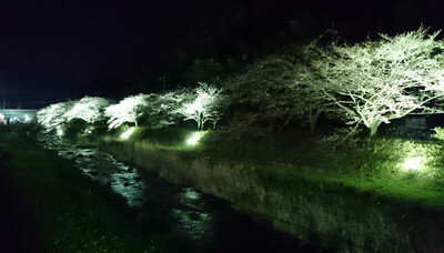 千歳川沿いの桜