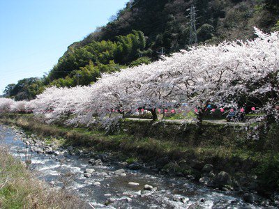 千歳川沿いの桜