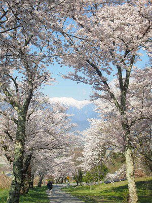 鵜山の桜並木