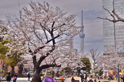 墨田区立錦糸公園の桜