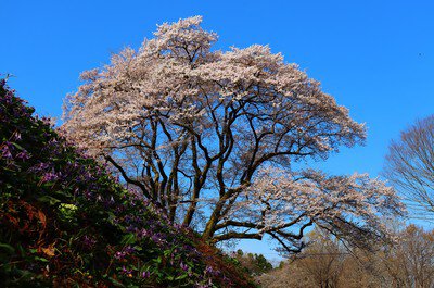 鉢形城の桜・エドヒガン(氏邦桜)