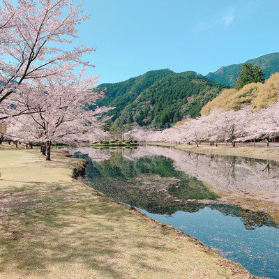 下北山スポーツ公園の桜