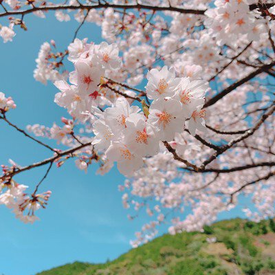 下北山スポーツ公園の桜