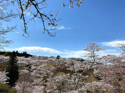 西山公園の桜(茨城県)