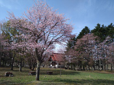 北竜町金比羅公園の桜