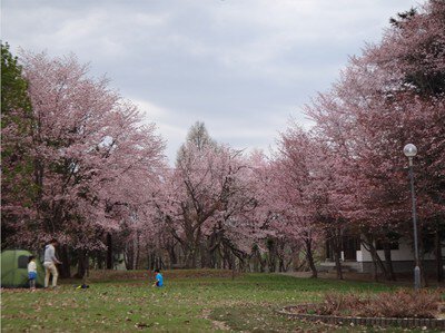 北竜町金比羅公園の桜