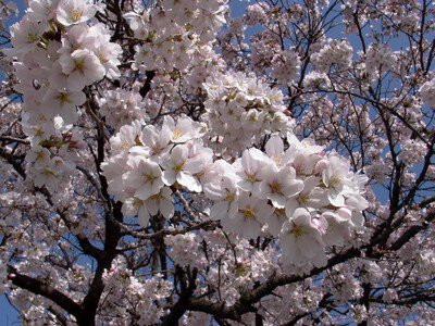 愛宕山(山頂)の桜