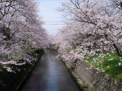 岸渡川堤の桜